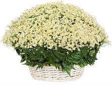 Цветочная композиция из Ромашки в корзине #REPLACE_PRED# Ашукино